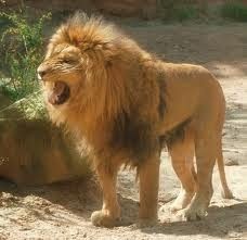 le lion