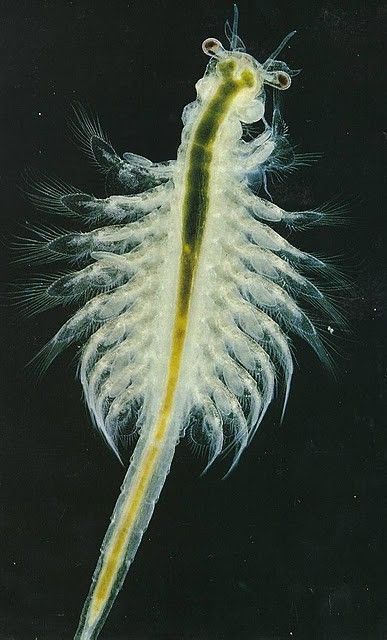 Artemia salina 