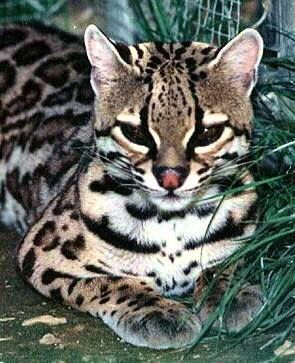  L'Ocelot